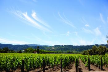 Living In Wine Country - Napa Valley